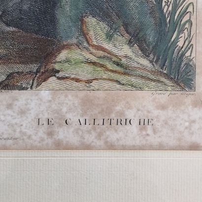 9 GRAVURES OU ESTAMPES ANIMALIERES essentiellement...