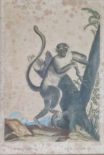 9 GRAVURES OU ESTAMPES ANIMALIERES essentiellement...
