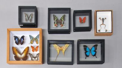 16 BOITES DE PAPILLONS ET 1 GRENOUILLE NATURALISEES...