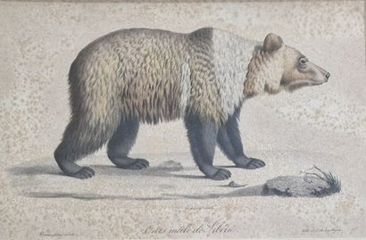 9 GRAVURES OU ESTAMPES ANIMALIERES essentiellement...