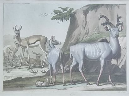 9 GRAVURES OU ESTAMPES ANIMALIERES essentiellement...