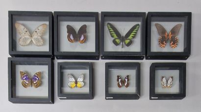 16 BOITES DE PAPILLONS ET 1 GRENOUILLE NATURALISEES...