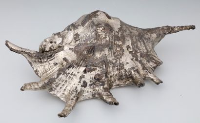 GRAND COQUILLAGE A 7 PIQUES A USAGE DE DECOR...
