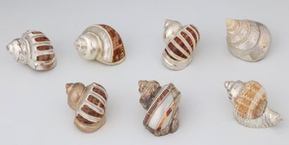 7 ESCARGOTS DE MER A USAGE DE DECORS DE TABLE...