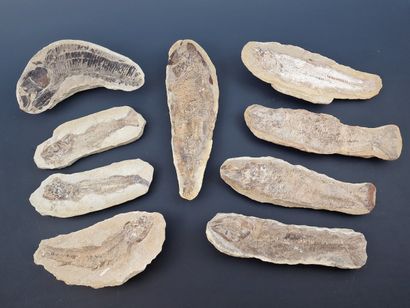 8 LARGE FISH FOSSILS, in limestone nodule,...