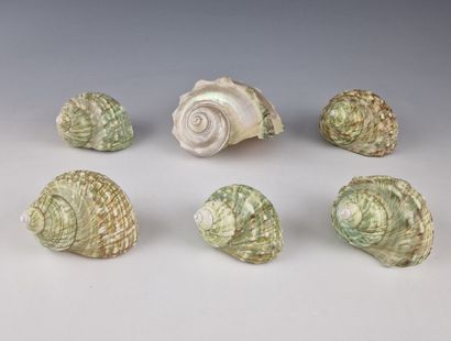 6 COQUILLAGES FOR TABLE DECORATIONS with...