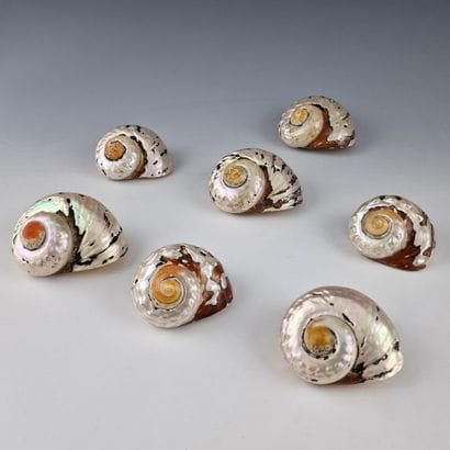 7 COQUILLAGES FOR TABLE DECORATIONS with...