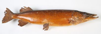 BROCHET naturalisé – Long. :91 cm au dos...
