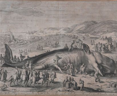 GRAVURE - Un cachalot échoué. D'après Guillaume...