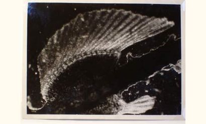 Painlevé, Jean (1902-1989)
Nageoire dorsale...