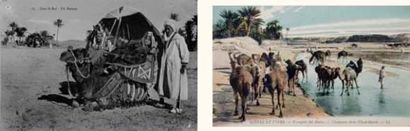 25 Cartes Postales. - « Chameaux ».