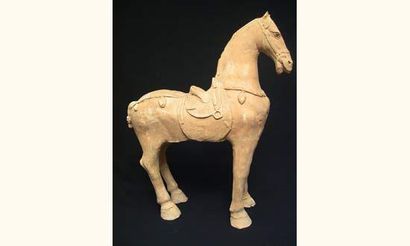 TANG (618-907 ap. J.C.)
Cheval debout à l'arrêt,...