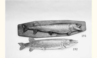 Grand brochet naturalisé et fixé sur une...