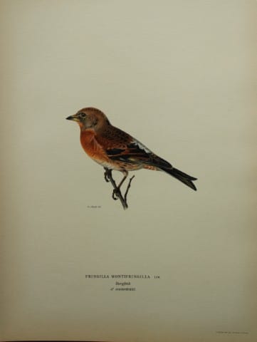 current content