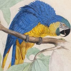Estampes anciennes, cartes et livres d'histoire naturelle, d'herboristerie et bien plus encore