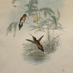 Estampes et gravures anciennes - Ornithologie