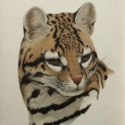 Histoire naturelle - Estampes et gravures anciennes