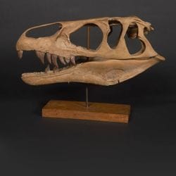 Historia natural 