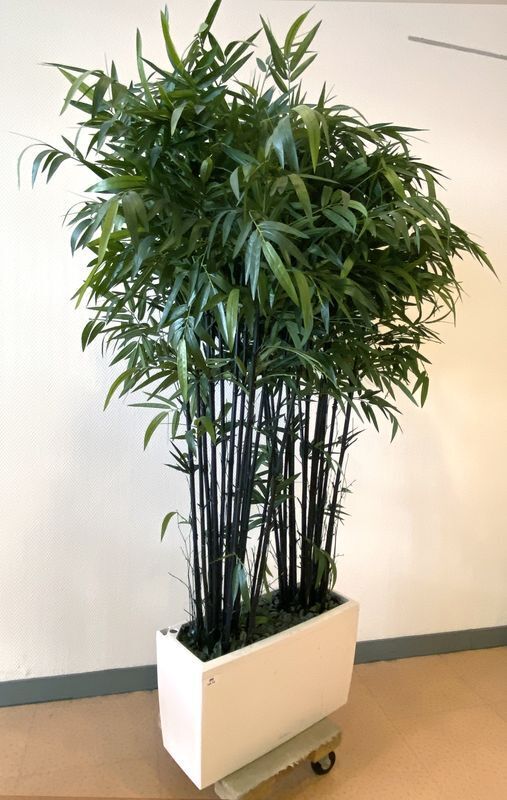 Null ARTIFICIAL BAMBOO (HEIGHT 220 CM) IN ITS WHITE POLYMER PLANTER (74 X 30 CM)&hellip;