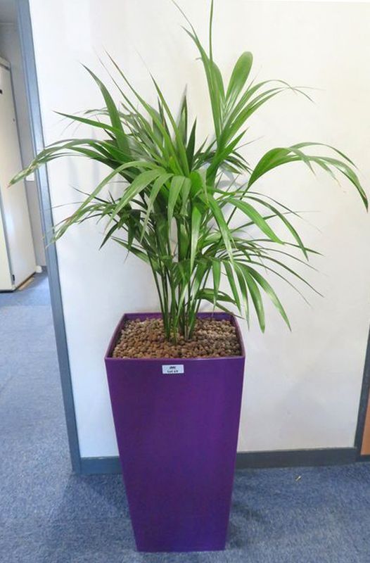 Null NATURAL PLANT IN ITS RECTANGULAR PURPLE PLASTIC POT. POT SIZE : 69 X 37 X 3&hellip;