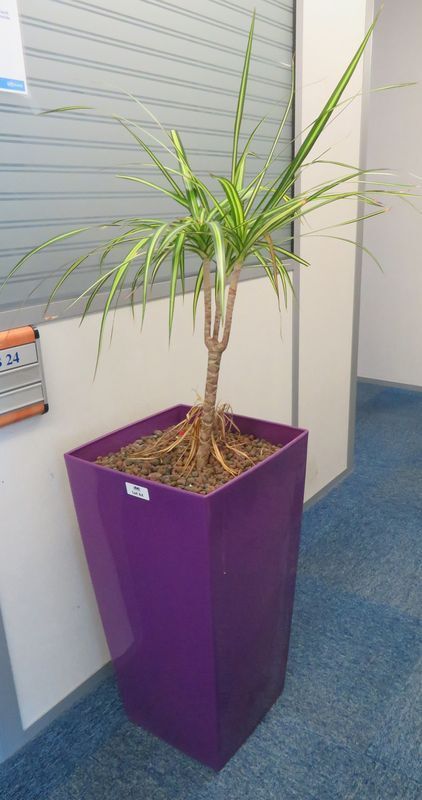 Null PLANTE NATURELLE DANS SON POT RECTANGULAIRE EN PLASTIQUE VIOLET. DIMENSION &hellip;