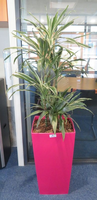 Null NATURAL PLANT IN ITS RECTANGULAR PINK PLASTIC POT. POT SIZE : 69 X 37 X 37 &hellip;