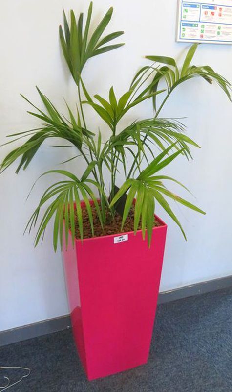 Null NATURAL PLANT IN ITS RECTANGULAR PINK PLASTIC POT. POT SIZE : 69 X 36 X 36 &hellip;