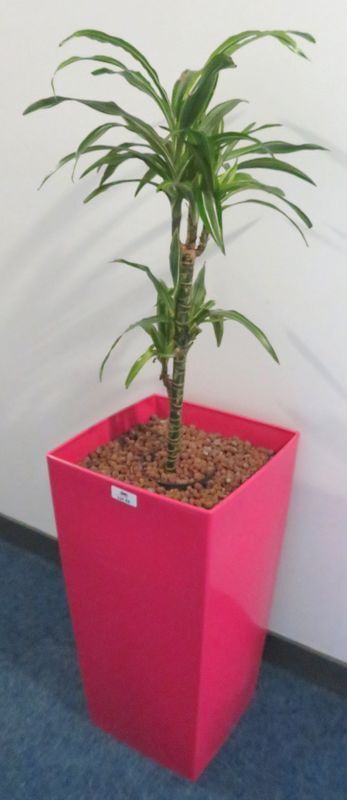 Null NATURAL PLANT IN ITS RECTANGULAR PINK PLASTIC POT. POT SIZE : 69 X 36 X 36 &hellip;
