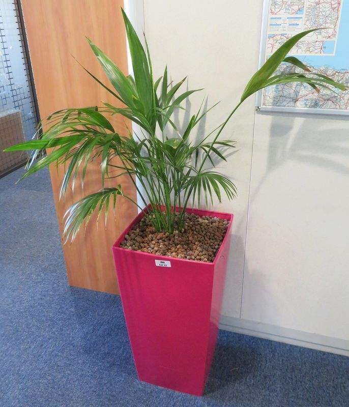 Null NATURAL PLANT IN ITS RECTANGULAR PINK PLASTIC POT. POT SIZE : 69 X 37 X 37 &hellip;