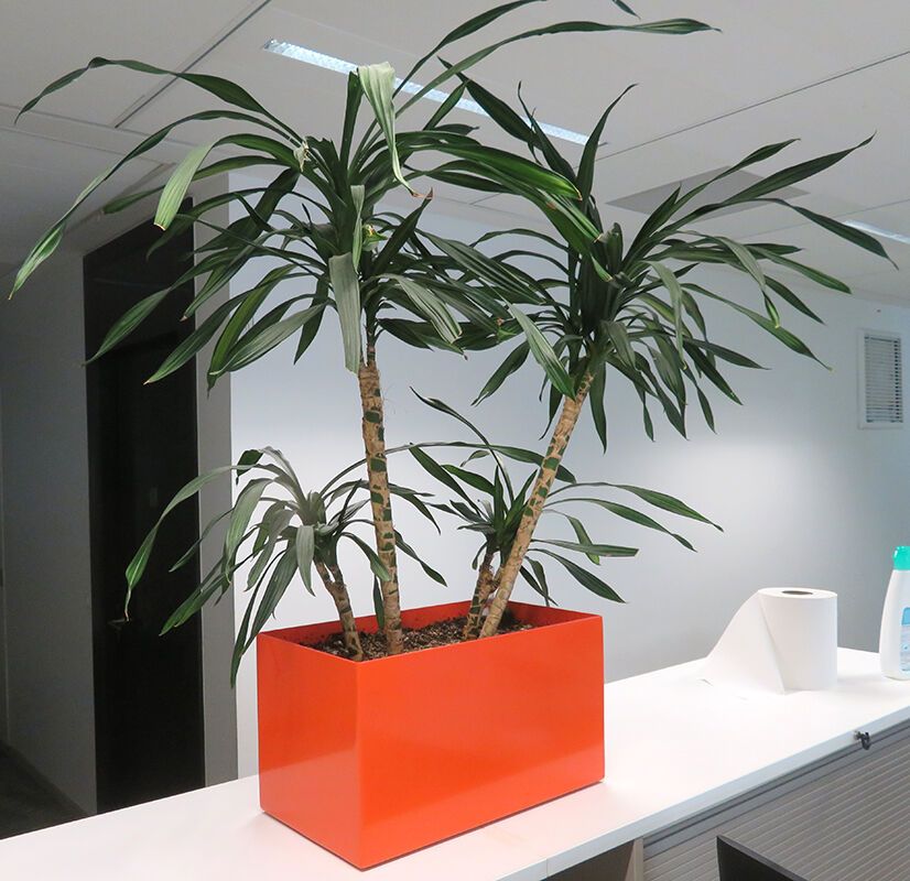 Null PLANTE NATURELLE DANS UN POT RECTANGULAIRE EN PLASTIQUE ORANGE. DIMENSION P&hellip;