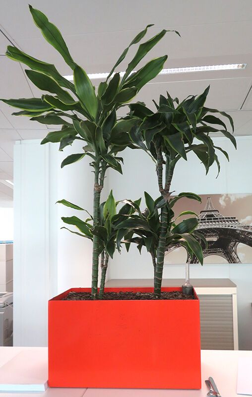 Null PLANTE NATURELLE DANS UN POT RECTANGULAIRE EN PLASTIQUE ORANGE. DIMENSION P&hellip;