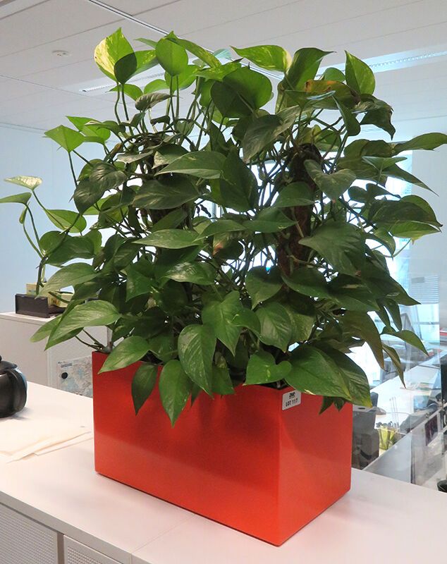 Null PLANTE NATURELLE DANS UN POT RECTANGULAIRE EN PLASTIQUE ORANGE. DIMENSION P&hellip;