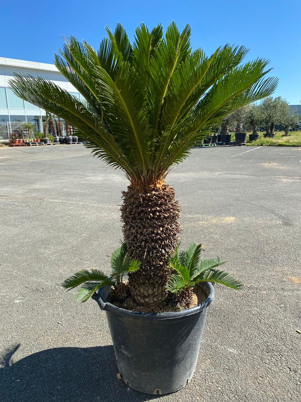 Null Cycas revoluta tronc environ 60CM - photo non contractuelle