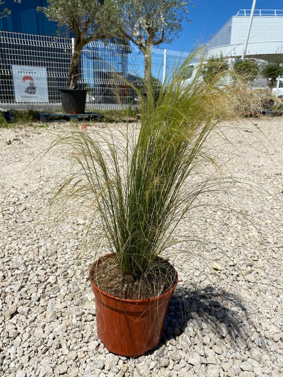 Null STIPA TENUISSIMA C18 - photo non contractuelle