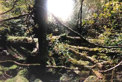 null 1 photographie Yves SUTER « YAKUSHIMA II » daté de 2018 dimensions 190 x 130

Edition...